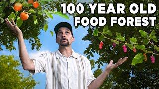 We Found America's Lost Food Forest