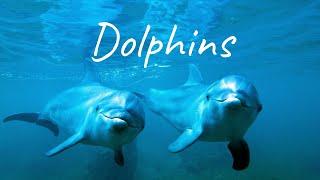 Лечебные звуки дельфинов |Therapeutic sounds of dolphins|