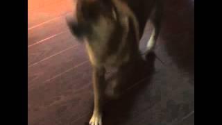 Shiba Inu Dancing On Wood Floor