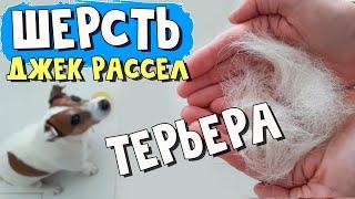 Уход за шерстью ДЖЕК РАССЕЛ ТЕРЬЕРА. Типы шерсти джек рассел терьера. Линька у собак: как бороться.