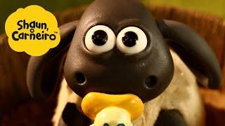 Shaun the Sheep - Por que as ovelhas estão chorando  Hora Especial| Cartoons Para Crianças