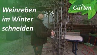 Wein im Winter schneiden: Tafeltrauben an einer Pergola in Form bringen | MDR Garten