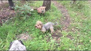 Alice the fox. Lisa receives guests.