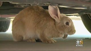 Bunny Rabbit Invasion In Antioch Neighborhood Causes Headache For Residents