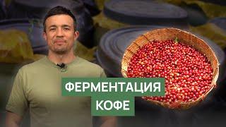 Ферментация кофейного зерна | Аэробная, анаэробная, эспериментальная обработка