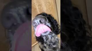 Это Линда️ #животные #2023 #shortsvideo #shortvideo #dog #dogs #shorts #short #shortsyoutube