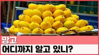 열대과일 망고 파헤치기 꿀팁전수 : mango |요알남 Mingstar