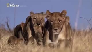 Afrikas cleverste Jäger - Raubkatzen auf Jagd [Nat Geo Wild Doku]