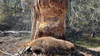 Catching The Tree Eaters