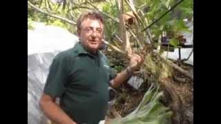 How to Grow Epiphytes - Paradise Distributors