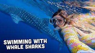 BUCKET LIST COME TRUE: Swimming with Sharks (ETHICALLY)