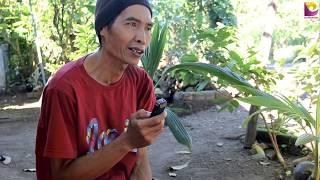 BONSAI KELAPA - PURNOMO MALANG I DUNIA HOBBY