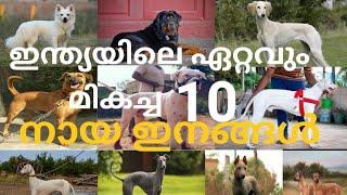 Top 10 indian dog breeds in malayalam ഇന്ത്യയിലെ ഏറ്റവും മികച്ച 10 നായ ഇനങ്ങൾ#indiandogbreeds