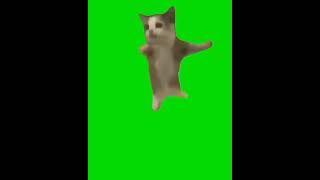 Hapi Cat Green Screen #memes #cat #meme #shorts