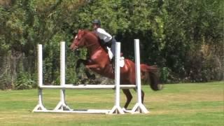 Archie Cox Teaches How to Train a Junior/Amateur Horse