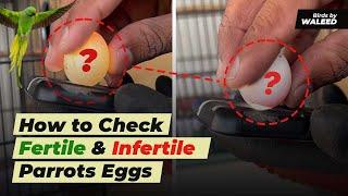 How To Check Eggs Fertility | Green Ringneck | Breeding session | Ringneck Breeding Tips