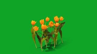 tulip flower green screen  | yellow flowers green screen | green screen flower effect