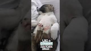 Volkodav Little Angel Puppy  Caucasian Bear Dog!  #shorts #viral #trending