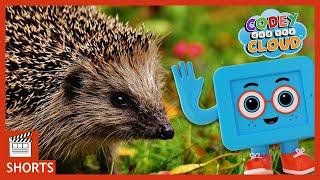 Hedgehog and Baby Animal Facts For Kids | Codey And The Cloud S1 • E2