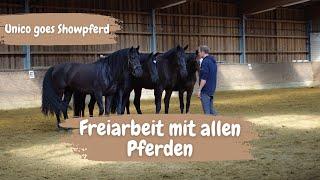 Das erste Training mit 5 Pferden - Unico wird Showpferd