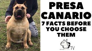 Before You Buy a Dog - PRESA CANARIO, CANARY ISLAND DOG - 7 Facts to Consider!   DogcastTV!
