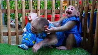 BrokEn Heart Ploy Monkey Don't Like Jooy Jump Infront of Him