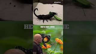 Praying Mantis VS Scorpion (@joerogan) #shorts