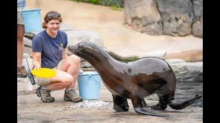 Caring for Animals with Impairments: Ronin the California sea lion