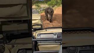 Rhino Runs After South African Safari Group || ViralHog