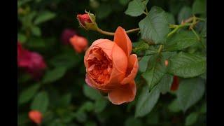 Моя любовь   розы Остина