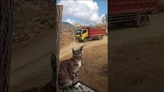 DumpTruk Canter muatan pasir #Dumptruk #TrukCanter #Short #cat #kucing #kucinglucu