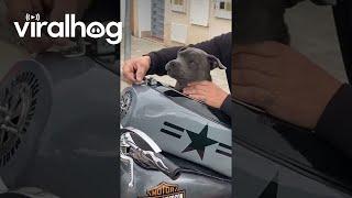 Puppy Rides Motorcycle || ViralHog