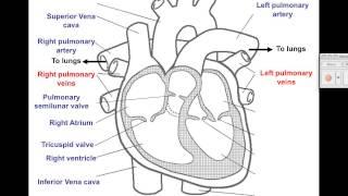 Video 1 - Cardiovascular - Heart Diagram