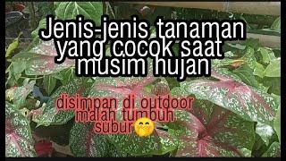 Tanaman yang cocok saat musim hujan (part 1)