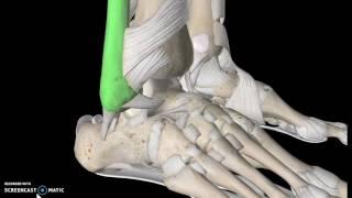 Foot Anatomy Tutorial (Ligaments)