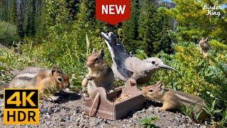 Cat and Dog TV   Mountain Birds, Chipmunks and Squirrels  [New Version] (4K HDR)