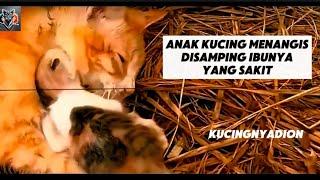 Anak Kucing Menangis di Samping Ibunya yang Sakit – Perjuangan Menyelamatkan Nyawa