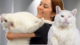 This chonky deaf cat has the absolute BEST personality