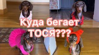 ПОЧЕМУ ТОСЬКА УБЕГАЕТ? II Чапитосики