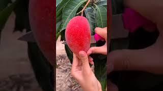 PARTHENOCARPIC MANGO VARIETY : SINDHU || SEEDLESS MANGO || PARTHENOCARPY IN MANGO || MANGO Faming