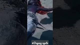 ASLI DUYUNG NYATA TERTANGKAP DI DUBAN AFRIKA SELATAN