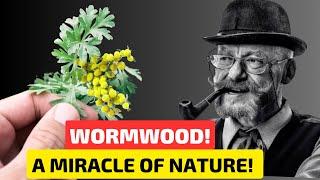 Our ANCESTORS have long known this method of using WORMWOOD. Forgotten recipes of WORMWOOD!