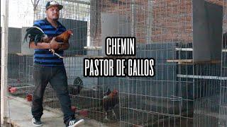 La labor del pastor - Chemin