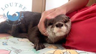 Otter Wanting To Be Praised By Humans