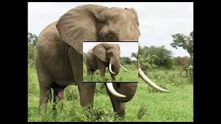 Cartoon Elephant Sound Effect