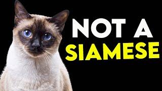 How To Tell If Your Cat Is A SIAMESE (EASY)