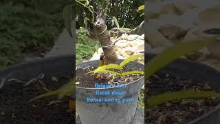 Belajar bikin gerak dasar bonsai anting putri #pamnas #bonsai #pamerandankontesbonsai #tanaman