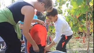 Journée de vendange avec les enfants