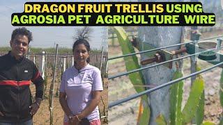 Agrosia Agriculture Wire: The Future of High-Density Dragon Fruit Farming!