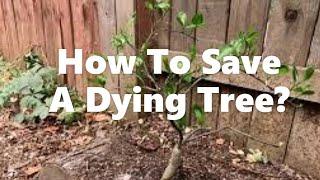 How To Save A Dying Citrus Tree